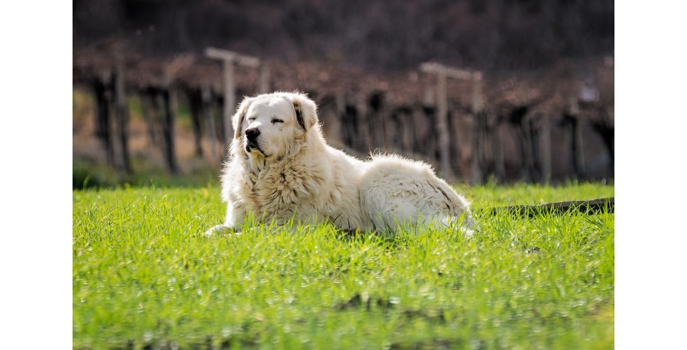 Bella, a Maremma Shepherd Bella, a Maremma Shepherd
