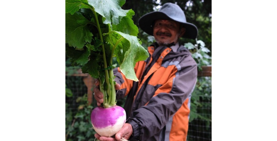 Tukwila urban farmer Jit Gajmer sells turnips and other produce at FIN's Tukwila Village Farmer's Market. Photo courtesy of Food Innovation Network. Tukwila urban farmer Jit Gajmer sells turnips and other produce at FIN's Tukwila Village Farmer's Market. Photo courtesy of Food Innovation Network.